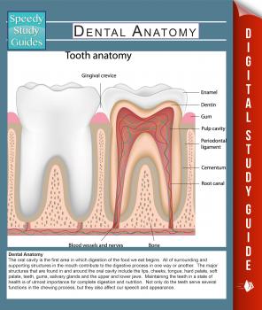 Скачать Dental Anatomy (Speedy Study Guides) - Speedy Publishing