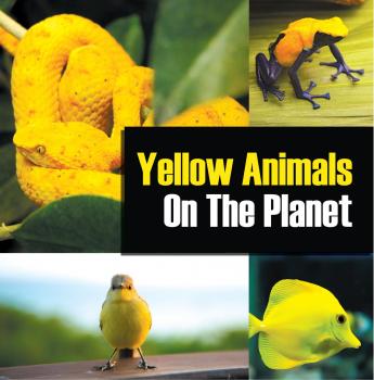 Скачать Yellow Animals On The Planet - Baby Professor