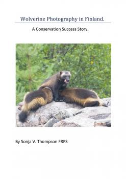 Скачать Wolverine Photography in Finland: A Conservation Success Story - Sonja V. Thompson FRPS
