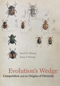 Скачать Evolution's Wedge - David Pfennig