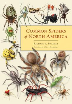 Скачать Common Spiders of North America - Richard A. Bradley