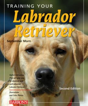 Скачать Training Your Labrador Retriever - September  Morn