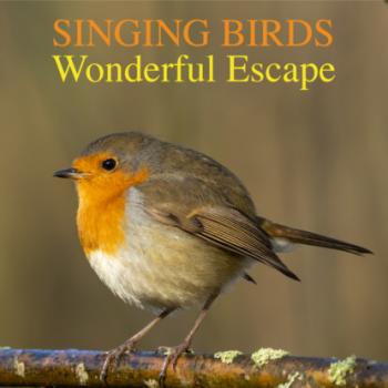 Скачать Singing Birds -Wonderful Escape (Nature Sounds To Reduce Stress And Well Being) - Ben Jasper