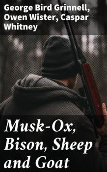 Скачать Musk-Ox, Bison, Sheep and Goat - Owen  Wister
