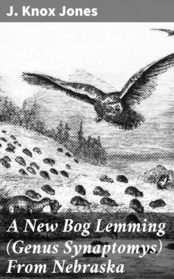 A New Bog Lemming (Genus Synaptomys) From Nebraska - J. Knox Jones 