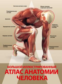 Скачать Большой иллюстрированный атлас анатомии человека - Анна Спектор