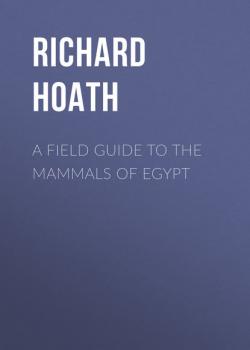 Скачать A Field Guide to the Mammals of Egypt - Richard Hoath
